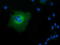 T-Complex 11 Like 2 antibody, TA501802, Origene, Immunofluorescence image 