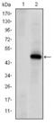 Protein Kinase, DNA-Activated, Catalytic Subunit antibody, GTX60401, GeneTex, Western Blot image 
