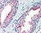 Folate Hydrolase 1 antibody, 48-037, ProSci, Immunohistochemistry paraffin image 