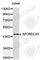 Apolipoprotein B MRNA Editing Enzyme Catalytic Subunit 3G antibody, A1459, ABclonal Technology, Western Blot image 