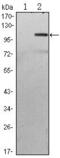 TGF-Beta Activated Kinase 1 (MAP3K7) Binding Protein 2 antibody, MA5-15713, Invitrogen Antibodies, Western Blot image 