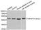 TNF Superfamily Member 18 antibody, PA5-76208, Invitrogen Antibodies, Western Blot image 