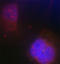 BRCA1 DNA Repair Associated antibody, STJ22045, St John