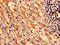 Suppressor Of Cytokine Signaling 3 antibody, LS-C396709, Lifespan Biosciences, Immunohistochemistry frozen image 