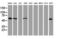 Nucleobindin 1 antibody, LS-C337551, Lifespan Biosciences, Western Blot image 