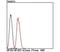 Nuclear Factor I B antibody, NBP2-75588, Novus Biologicals, Flow Cytometry image 