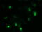 Zinc Finger Imprinted 2 antibody, TA502066, Origene, Immunofluorescence image 