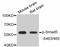 Mothers against decapentaplegic homolog 5 antibody, abx125456, Abbexa, Western Blot image 