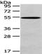 Homogentisate 1,2-Dioxygenase antibody, PA5-51251, Invitrogen Antibodies, Western Blot image 