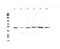 Homogentisate 1,2-Dioxygenase antibody, PA5-79360, Invitrogen Antibodies, Western Blot image 