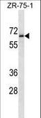 Transmembrane Protein 117 antibody, LS-C161927, Lifespan Biosciences, Western Blot image 