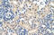 Ubiquitin Protein Ligase E3 Component N-Recognin 7 (Putative) antibody, 29-848, ProSci, Immunohistochemistry frozen image 