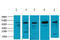 Tubulin alpha-1A chain antibody, STJ97092, St John