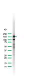 Leukosialin antibody, MA5-16339, Invitrogen Antibodies, Western Blot image 