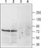 NET1 antibody, PA5-77494, Invitrogen Antibodies, Western Blot image 
