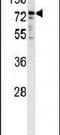 Cytochrome P450 Oxidoreductase antibody, PA5-13447, Invitrogen Antibodies, Western Blot image 