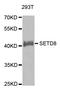 Lysine Methyltransferase 5A antibody, A05349, Boster Biological Technology, Western Blot image 