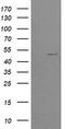 Protein O-Fucosyltransferase 2 antibody, TA505004S, Origene, Western Blot image 