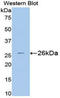 Superoxide Dismutase 3 antibody, LS-C302424, Lifespan Biosciences, Western Blot image 