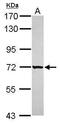 Grainyhead Like Transcription Factor 1 antibody, PA5-31734, Invitrogen Antibodies, Western Blot image 
