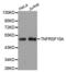 TNF Receptor Superfamily Member 10a antibody, abx004787, Abbexa, Western Blot image 