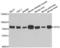 Glycerol-3-phosphate dehydrogenase, mitochondrial antibody, LS-B15626, Lifespan Biosciences, Western Blot image 