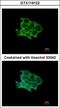 Protein O-Fucosyltransferase 1 antibody, GTX119122, GeneTex, Immunofluorescence image 