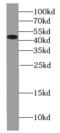 Paired Box 8 antibody, FNab06136, FineTest, Western Blot image 