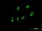 Poly(A)-Specific Ribonuclease antibody, H00005073-B01P, Novus Biologicals, Immunofluorescence image 