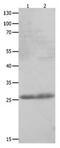 C-Type Lectin Domain Family 4 Member D antibody, PA5-49700, Invitrogen Antibodies, Western Blot image 