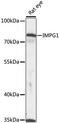 Interphotoreceptor Matrix Proteoglycan 1 antibody, 16-583, ProSci, Western Blot image 