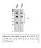 Ubiquitin A-52 Residue Ribosomal Protein Fusion Product 1 antibody, STJ97236, St John