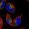 Muscle RAS Oncogene Homolog antibody, HPA042728, Atlas Antibodies, Immunofluorescence image 