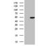 COP9 Signalosome Subunit 3 antibody, NBP2-46332, Novus Biologicals, Western Blot image 
