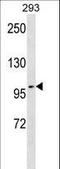 Tax1 Binding Protein 1 antibody, LS-C161719, Lifespan Biosciences, Western Blot image 