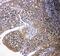 Cytochrome B-245 Beta Chain antibody, GTX12024, GeneTex, Immunohistochemistry paraffin image 
