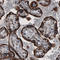 Citrate Synthase antibody, AMAb91009, Atlas Antibodies, Immunohistochemistry paraffin image 