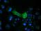 Crystallin Mu antibody, NBP2-02829, Novus Biologicals, Immunofluorescence image 