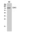 CD93 Molecule antibody, GTX34222, GeneTex, Western Blot image 