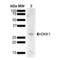 Dickkopf WNT Signaling Pathway Inhibitor 1 antibody, LS-C774596, Lifespan Biosciences, Western Blot image 