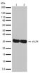 CD25 antibody, 710390, Invitrogen Antibodies, Western Blot image 
