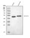 WNT1-inducible-signaling pathway protein 1 antibody, A03052-1, Boster Biological Technology, Western Blot image 