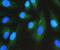 Guanine nucleotide-binding protein G(I)/G(S)/G(T) subunit beta-1 antibody, PB10067, Boster Biological Technology, Immunofluorescence image 