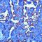 CD24 Molecule antibody, MA5-11833, Invitrogen Antibodies, Immunohistochemistry frozen image 