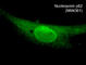 Nucleoporin 62 antibody, NM4361, ECM Biosciences, Western Blot image 