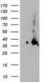 Nudix Hydrolase 18 antibody, NBP2-01432, Novus Biologicals, Western Blot image 