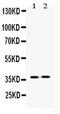 Heparin Binding Growth Factor antibody, PA5-79355, Invitrogen Antibodies, Western Blot image 