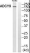 Adenylate Cyclase 9 antibody, PA5-39560, Invitrogen Antibodies, Western Blot image 