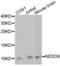 NEDD8 Ubiquitin Like Modifier antibody, abx001077, Abbexa, Western Blot image 