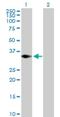 Tripartite Motif Containing 4 antibody, H00089122-B01P, Novus Biologicals, Western Blot image 